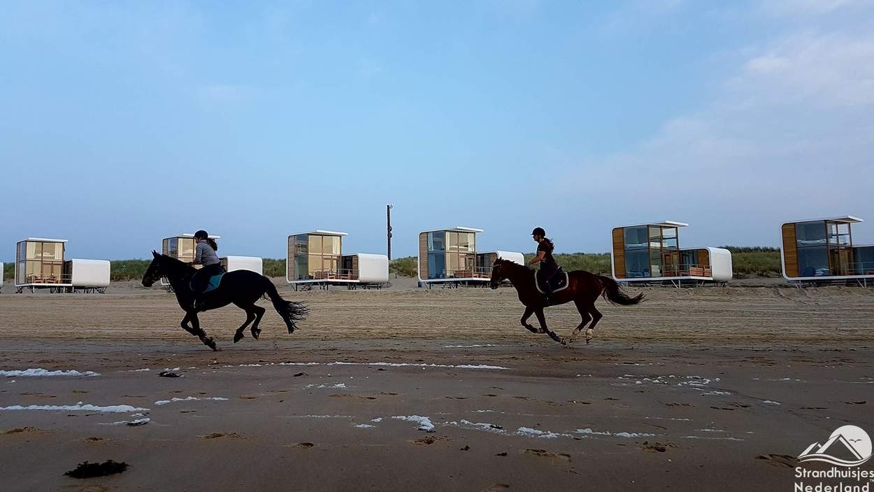 Paarden-op-strand-Nieuwvliet