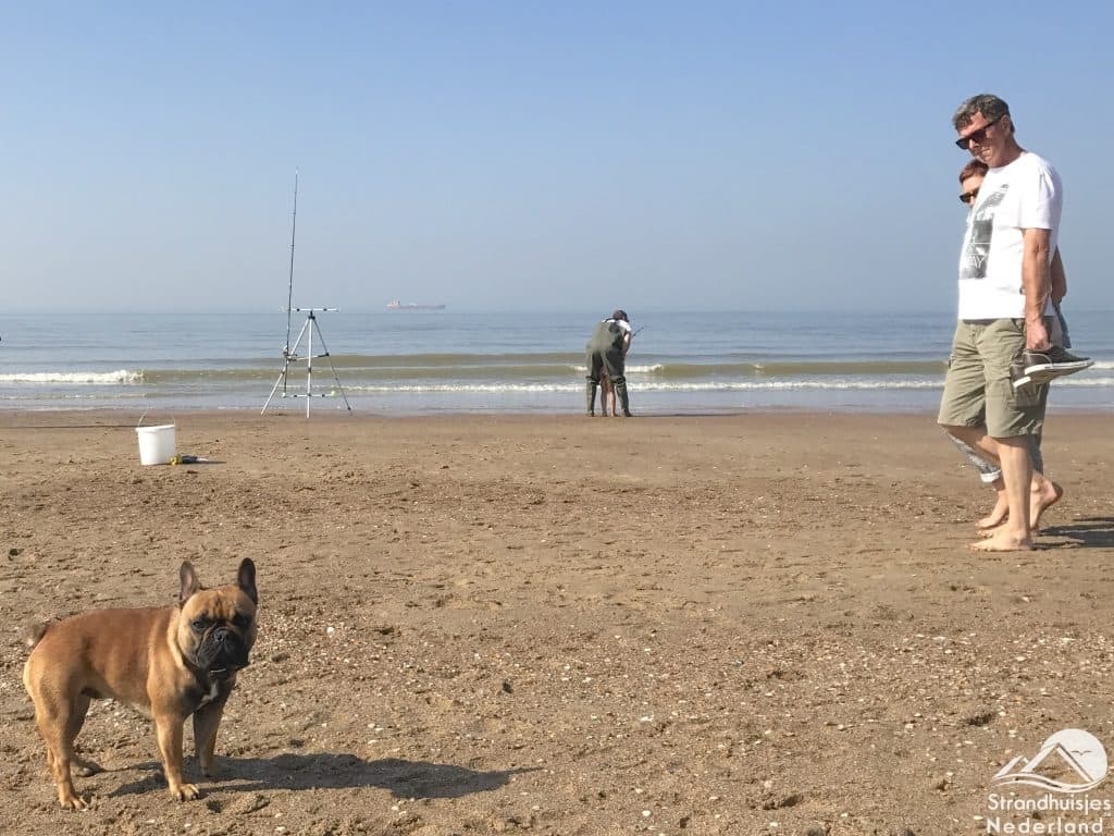 Hund Strand Cadzand