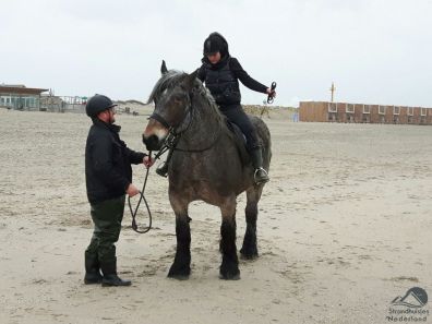paard bij strandhuisjes Hoek van Holland