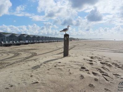 Meeuw voor de strandhuisjes